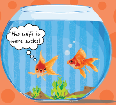 wifi goldfish
